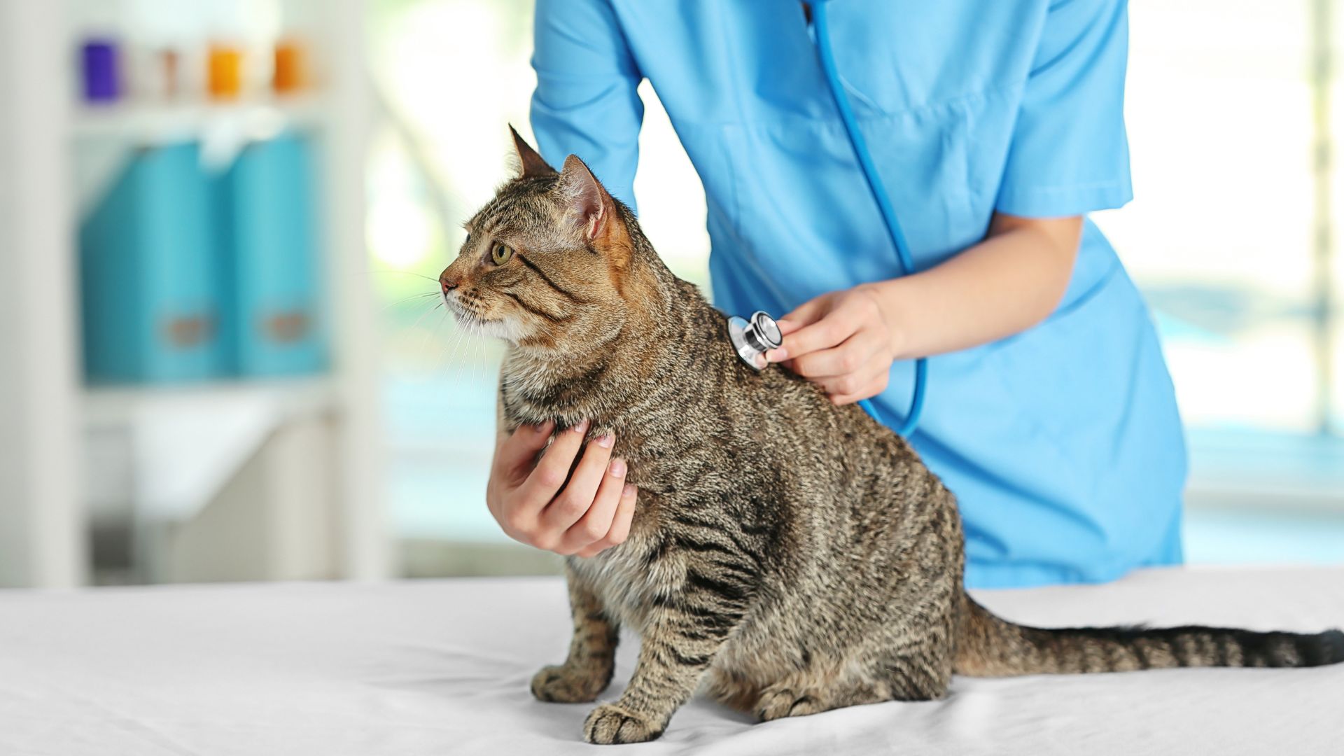 Wichita, KS Veterinary Jobs | Northridge Vet Clinic & Rehab
