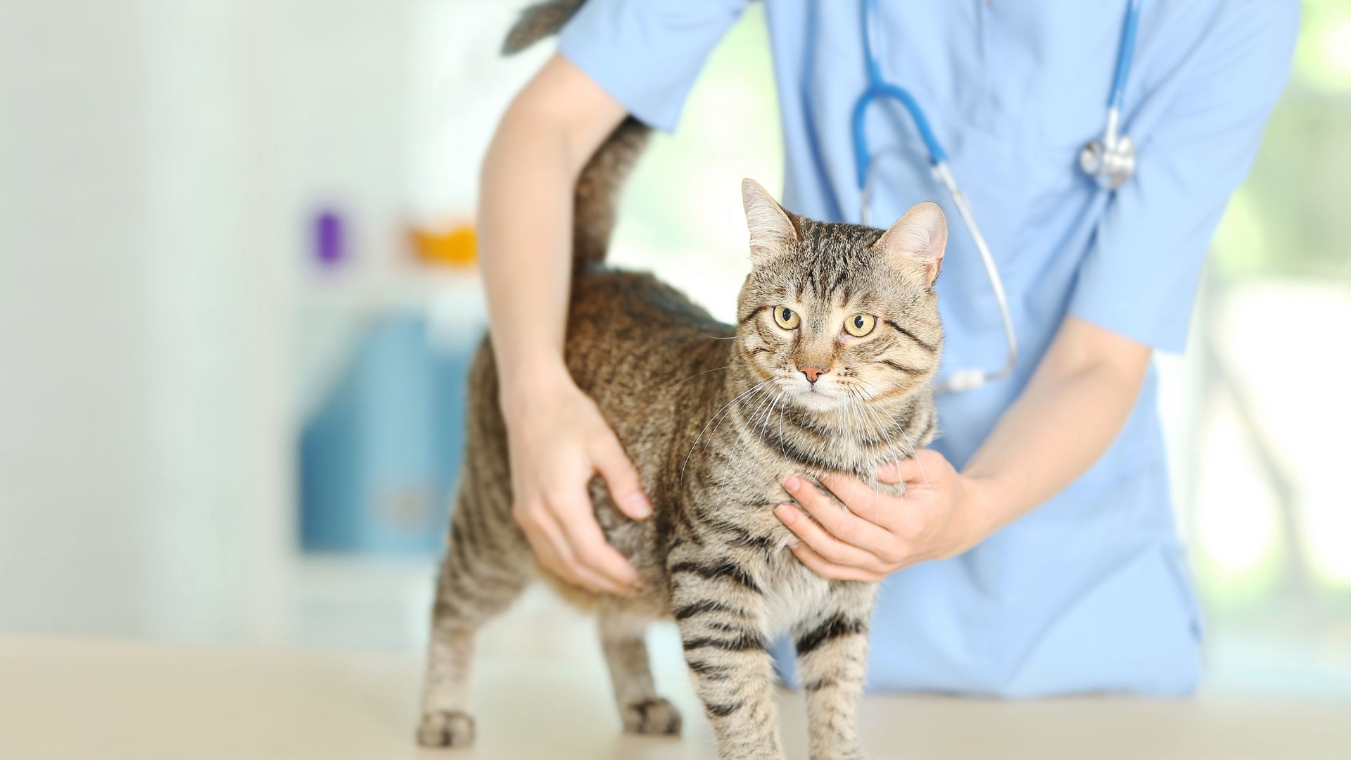 Wichita, KS Veterinary Services | Northridge Vet Clinic