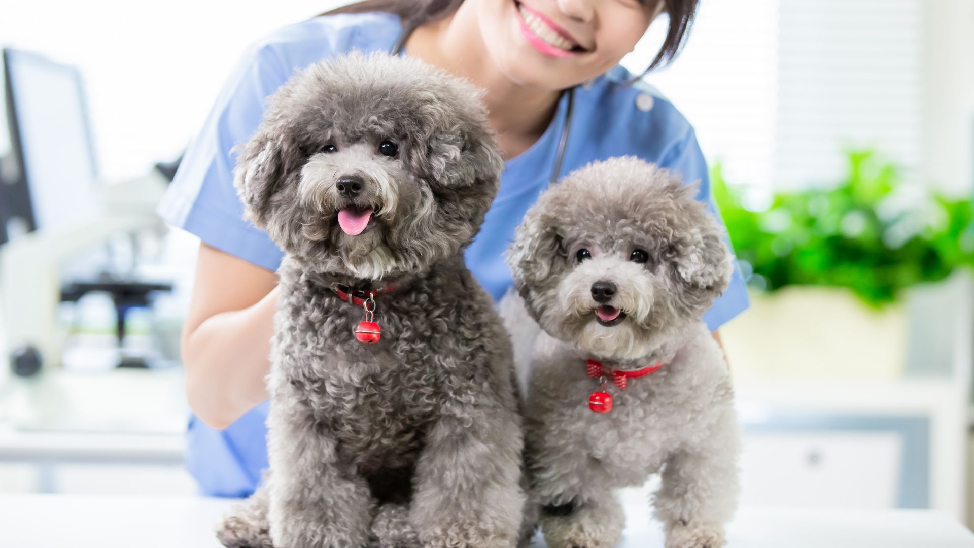 Pet Vaccinations In Wichita, KS | Northridge Vet Clinic