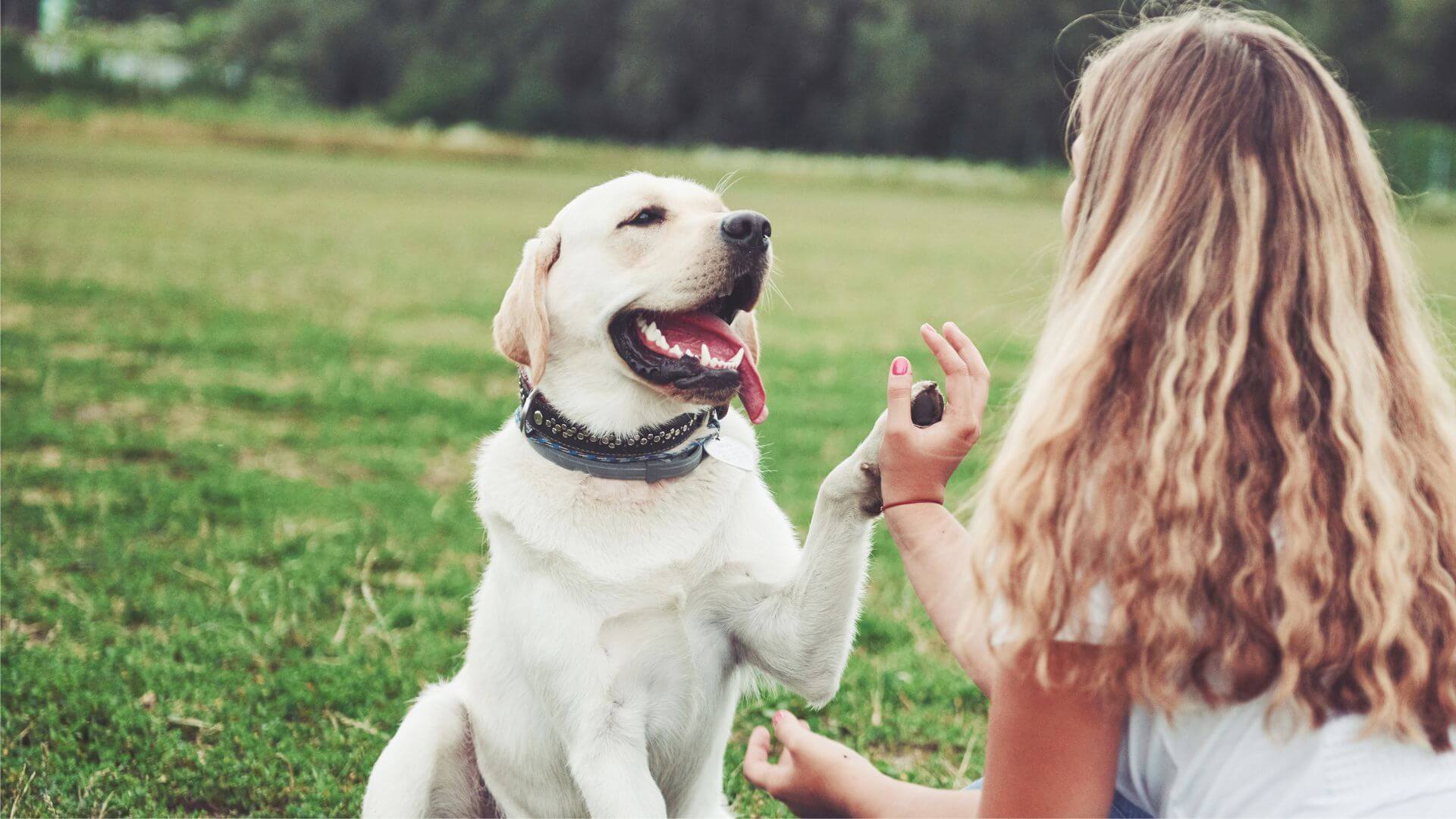 Best Vet Hospital In Wichita, KS | Northridge Vet Clinic