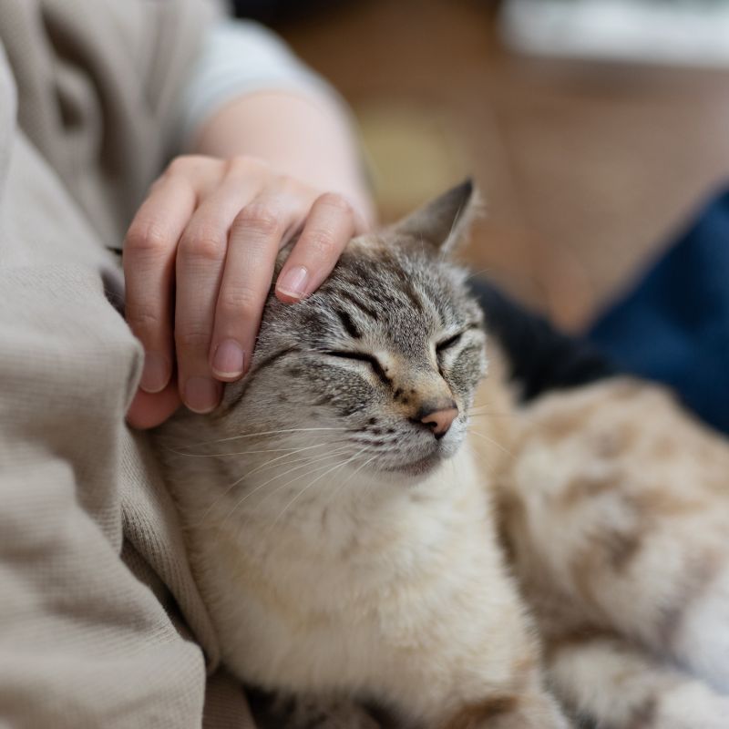 Veterinary Appointment In Wichita KS Northridge Vet Clinic