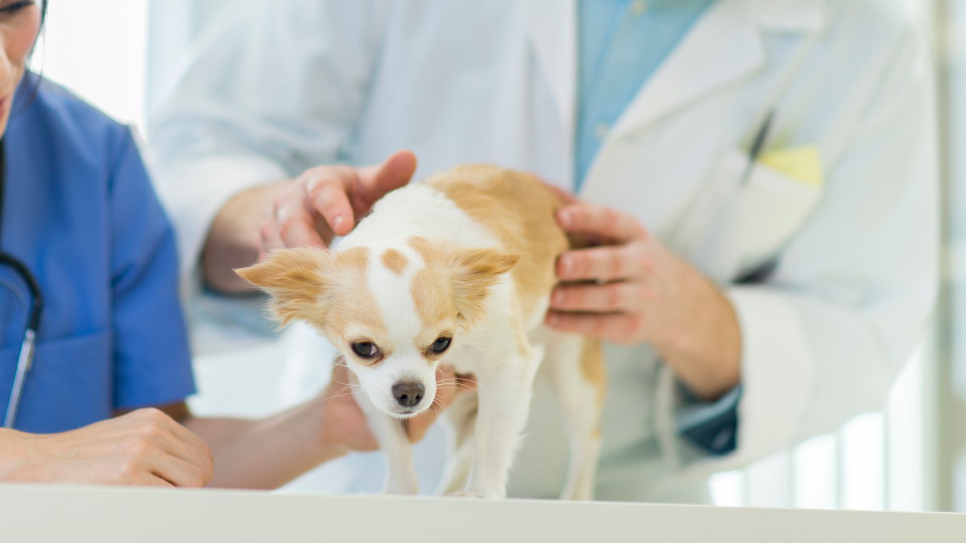 Pet Treatment In Wichita, KS Northridge Vet Clinic & Rehab