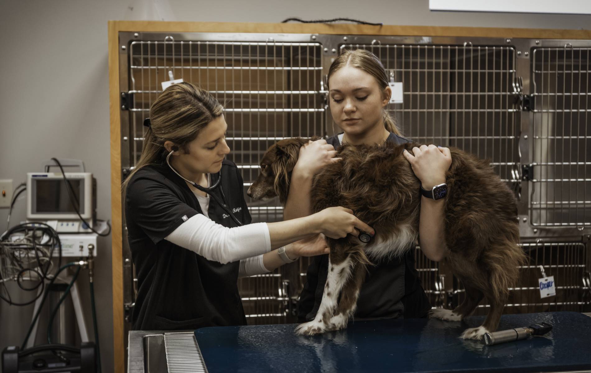 Veterinarian In Wichita, KS Northridge Vet Clinic & Rehab