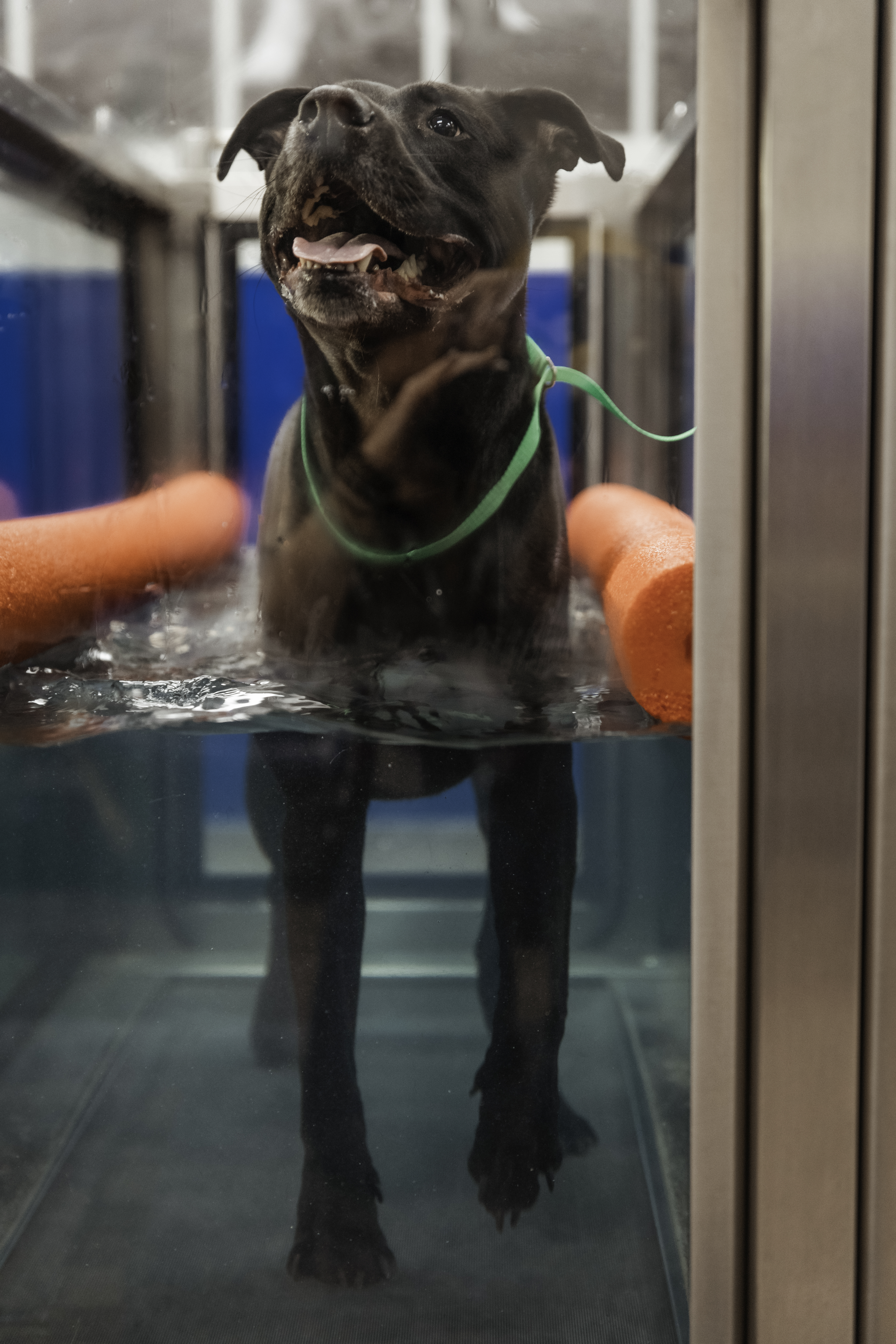 dog walking on water treadmill