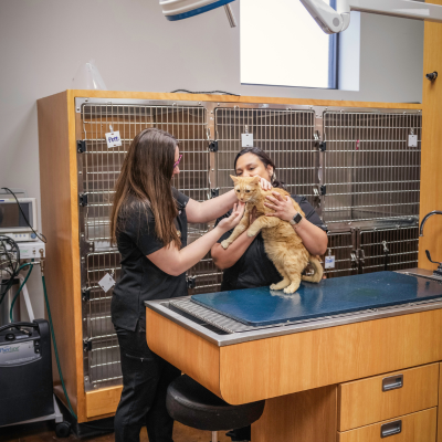 Golden Retriever puppy annual vet visit at the vet clinic